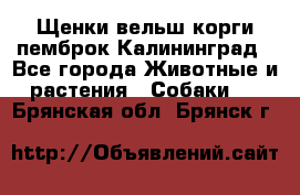 Щенки вельш корги пемброк Калининград - Все города Животные и растения » Собаки   . Брянская обл.,Брянск г.